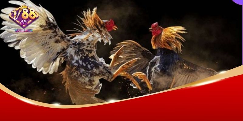 Nhiều hình thức đá gà hay tại 88Vin
