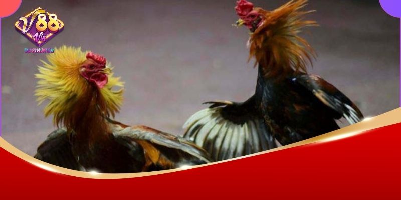 Sơ lược về đá gà C1 88Vin