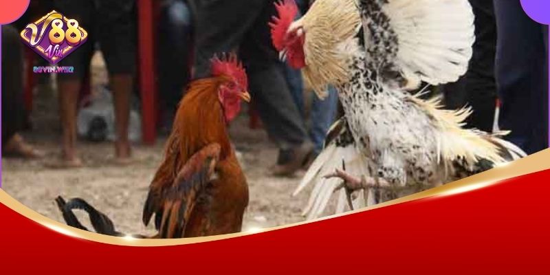 Mẹo cược đá gà C1 chuẩn cao thủ