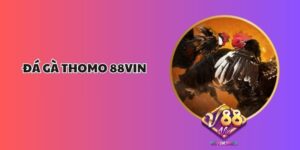 Đá Gà Thomo 88Vin