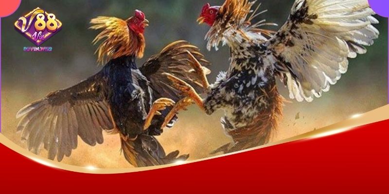 Đá Gà Thomo 88Vin – Sân Chơi Đẳng Cấp Dành Cho Dân Đam Mê 2 Giới thiệu đá gà Thomo 88Vin