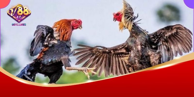 Đá Gà Thomo 88Vin – Sân Chơi Đẳng Cấp Dành Cho Dân Đam Mê 3 Tham gia cá cược đá gà ngay tại 88Vin