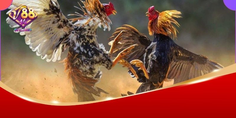 Khám phá luật đá gà miền Bắc 88Vin