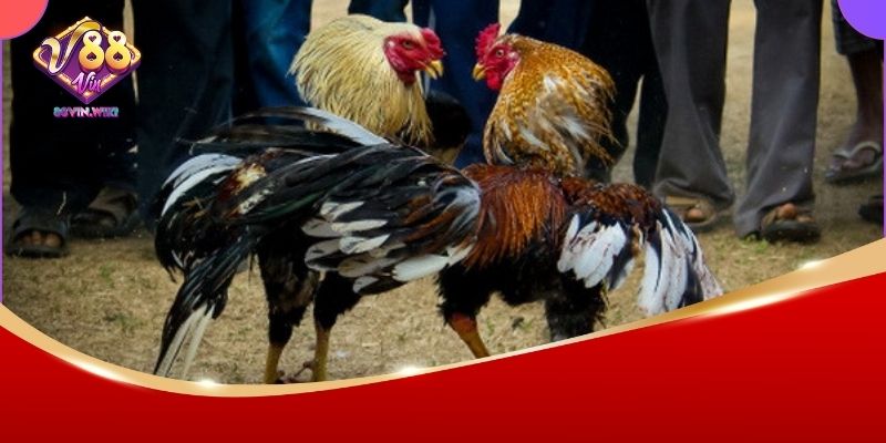 Xem đá gà trực tiếp chất lượng cao