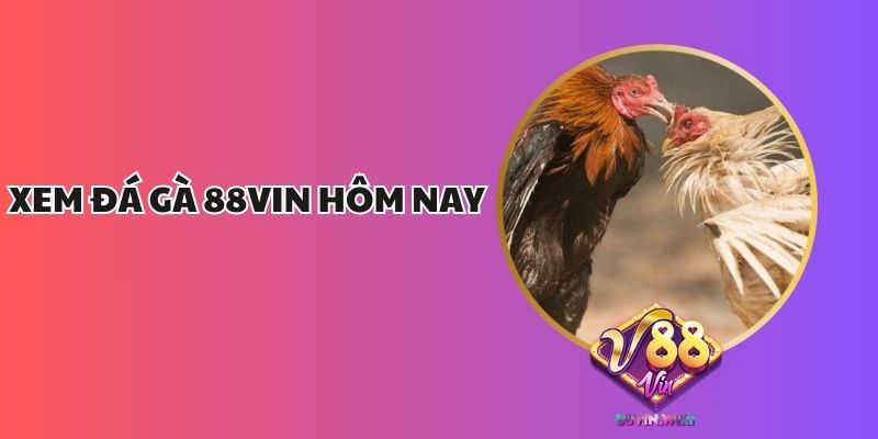 Xem Đá Gà 88vin Hôm Nay – Cập Nhật Lịch Đấu Và Cách Đặt Cược Chi Tiết 1 Xem Đá Gà 88vin Hôm Nay
