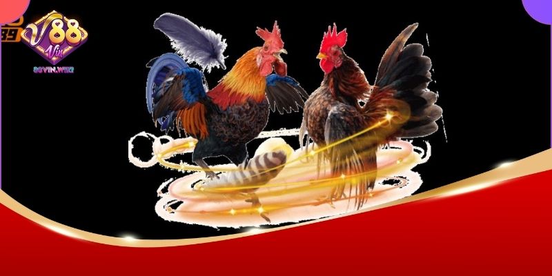Xem Đá Gà 88vin Hôm Nay – Cập Nhật Lịch Đấu Và Cách Đặt Cược Chi Tiết 3 Cập nhật lịch thi đấu gà 88Vin